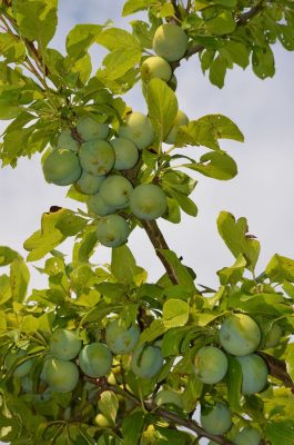 Slivoň 'Zelená Renklóda'