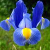 Iris pumila - Červeno-hnědá