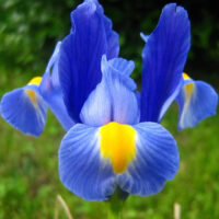 Iris pumila