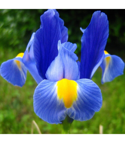 Iris pumila - Obrázek 1
