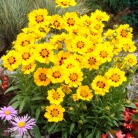 Coreopsis lanceolata 'Sterntaler'
