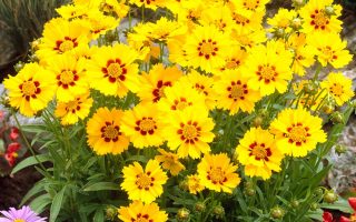 Coreopsis lanceolata 'Sterntaler'