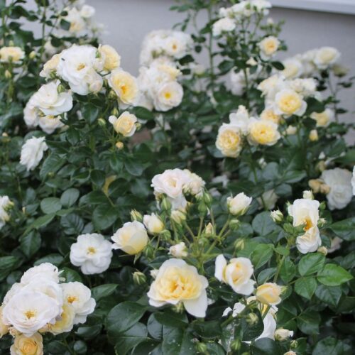 Rosa 'Sirius'®-Tantau - Obrázek 6