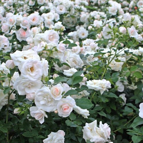 Rosa 'Sirius'®-Tantau - Obrázek 3