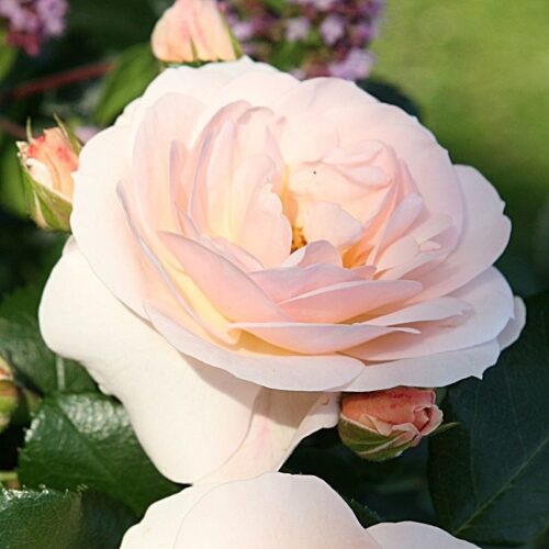 Rosa 'Sirius'®-Tantau - Obrázek 2