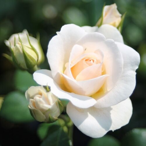 Rosa 'Sirius'®-Tantau - Obrázek 4