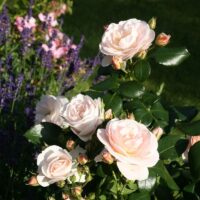 Rosa 'Sirius'®-Tantau