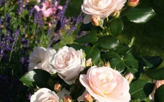 Rosa 'Sirius'®-Tantau