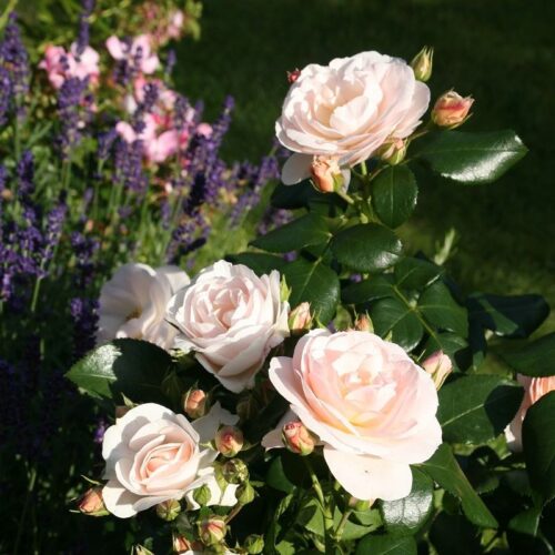 Rosa 'Sirius'®-Tantau - Obrázek 1