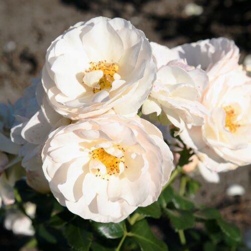Rosa 'Sirius'®-Tantau - Obrázek 5