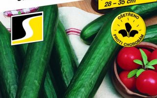 Okurka roubovaná salátovka, TRIBUTE F1–partenokarpická