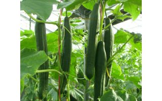 Okurka roubovaná salátovka, VISTA F1–partenokarpická