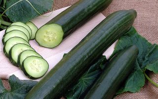 Okurka roubovaná salátovka, ORCA F1–partenokarpická