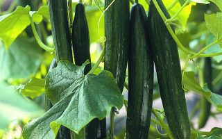 Okurka roubovaná salátovka, SUPERSTAR F1–partenokarpická