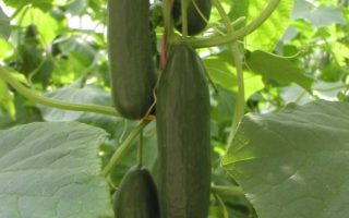 Okurka roubovaná salátovka, MINISPRINT F1–partenokarpická