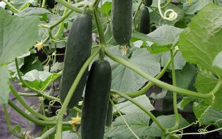 Okurka roubovaná salátovka, LILI F1, středně raná