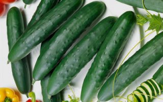 Okurka roubovaná salátovka, AMANDA F1, polní, K9