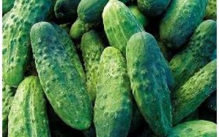 Okurka roubovaná nakládačka, BOHEMIA F1, velmi raná, K9