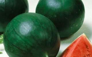 Meloun roubovaný, LAJKO II F1, cukrový, raný, K8