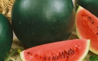 Meloun roubovaný, SUGAR BABY F1,velmi raný, K8