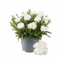 Dianthus caryophyllus 'Code'