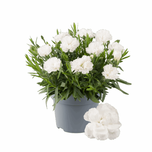 Dianthus caryophyllus 'Code' - Obrázek 1