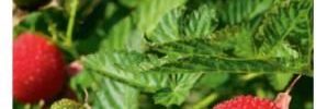Rubus illecebrosus - Obrázek 4