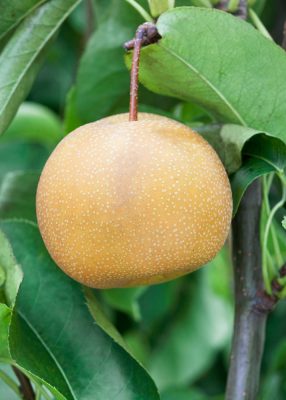 Asijská hrušeň Nashi 'Kosui'