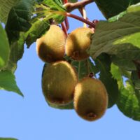 Actinidia deliciosa 'Boskoop'