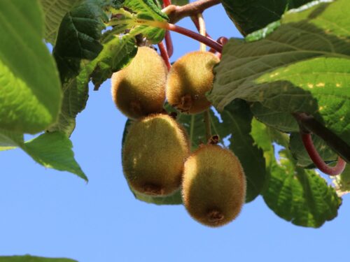 Actinidia deliciosa 'Boskoop' - Image 1