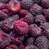Rubus idaeus 'Glen Coe' - C2L