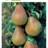 Hrušeň sloupovitá 'Aroma Spur'®-žlutočervená