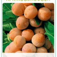 Meruňka ´Aprikosenbusch´ C7,5L-BIO!-podnož St. Julien A, samosprašná