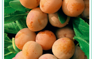 Meruňka ´Aprikosenbusch´ C7,5L-BIO!-podnož St. Julien A, samosprašná