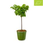 Meruňka ´Aprikosenbusch´ C7,5L-BIO!-podnož St. Julien A, samosprašná - Obrázek 3