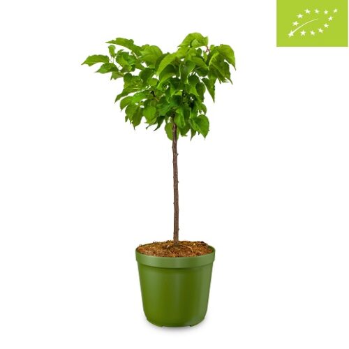 Meruňka ´Aprikosenbusch´ C7,5L-BIO!-podnož St. Julien A, samosprašná - Obrázek 3