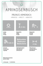 Meruňka ´Aprikosenbusch´ C7,5L-BIO!-podnož St. Julien A, samosprašná - Obrázek 2