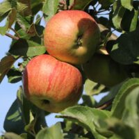 Jabloň 'Dülmener Rosenapfel'