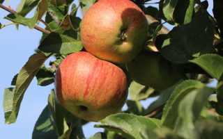 Jabloň 'Dülmener Rosenapfel'