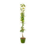 Jabloň sloupovitá 'Aroma Spur'® 'Green Sensation' - Obrázek 2