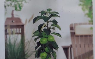 Jabloň sloupovitá 'Aroma Spur'® 'Green Sensation'