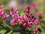 Syringa 'Tinkerbelle'® - Image 2