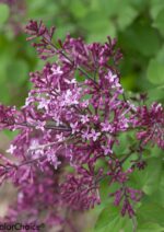 Syringa x 'Bloomerang® Dark Purple' - na kmínku - Obrázek 2