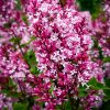 Syringa 'Tinkerbelle'® - C10L-KM90