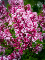 Syringa 'Tinkerbelle'®