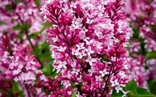 Syringa 'Tinkerbelle'®