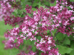 Syringa x 'Bloomerang® Dark Purple' - na kmínku