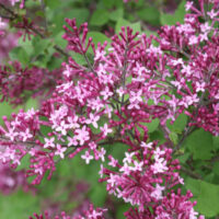 Syringa x 'Bloomerang® Dark Purple' - na kmínku