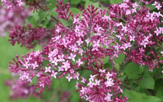 Syringa x 'Bloomerang® Dark Purple' - na kmínku