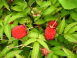 Rubus illecebrosus - Obrázek 2